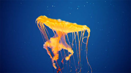 同屏水族馆快截图公司拍摄也有了“家庭版”; 同屏水族馆快截图公司拍摄也有了“家庭版”;